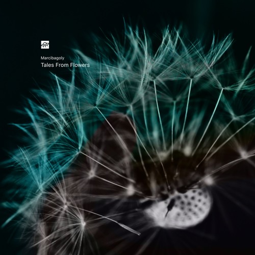 Marcibagoly - Feher Rozsa [SL02]