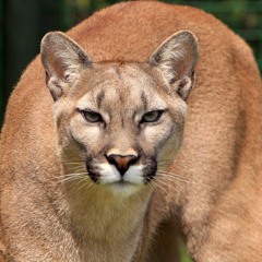 cougar
