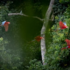 Amazon Rainforest - Dawn - Toucans and Macaws