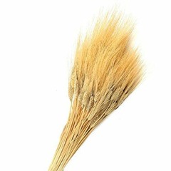 Stalk Of Wheat