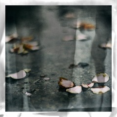 새벽비(曉雨)