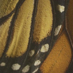 BUTTERFLY WINGS (+swirl)