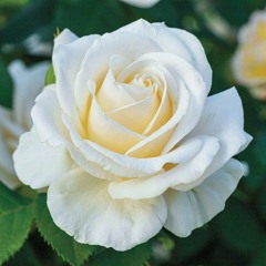 White Like Roses