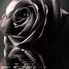 Black Rose in love