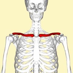 Real Feel - Clavicle