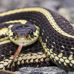 Fuck Snakes