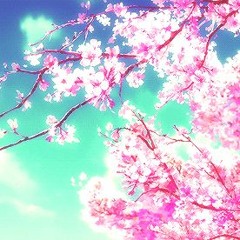 cherry blossoms