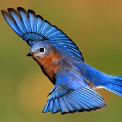 Blue Bird By Zachary Knowles (Cover)