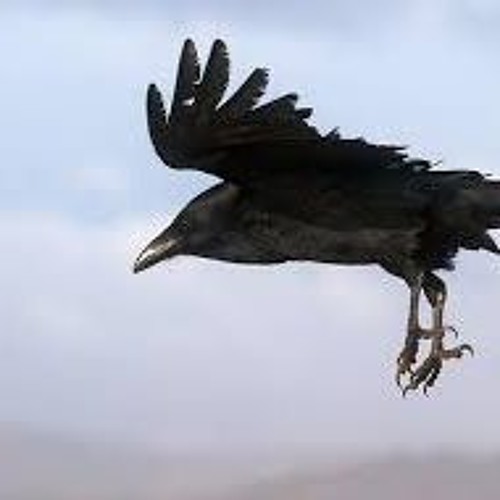 Pattes De Corbeau By Noe Dumont