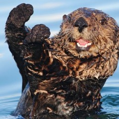 Yop Song loutre attack