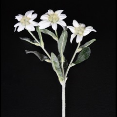 The Warmers - Edelweiss (Original Mix)