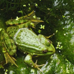 Frogs croaking