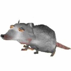 Rats Rats (We're The Rats)
