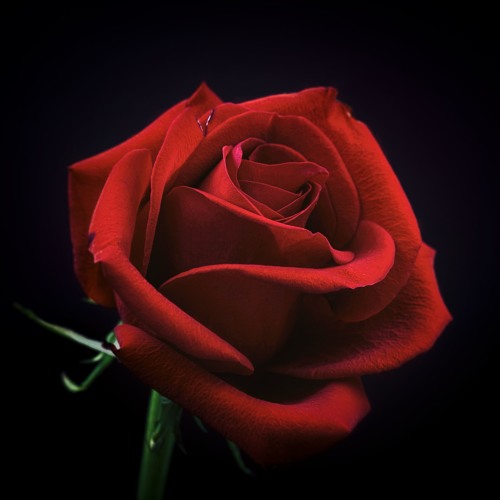 Stream Chris Haugen 【 Spanish Rose 】 by NCM | Listen