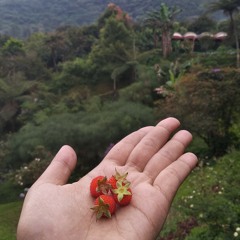 Bukannya Aku Takut Reggae Version