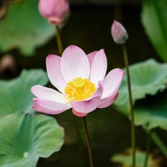 Goblet Exercise Recorded by Aarathi Selvan