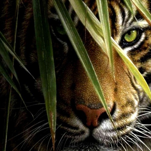 LIL WAYNE & Aneliya - Zoo (DoubLe MashUP)