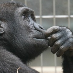 Episode 105—What Should Agents Do?