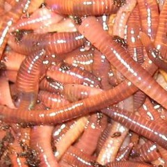 $50 Worm Business Start-Up Challenge