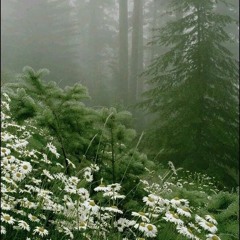 Kazım Koyuncu - Gyuli Ckimi