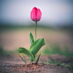 ما بال قلبك بالظنون مروع !؟