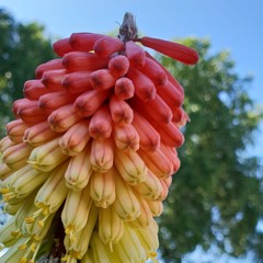 hazella.