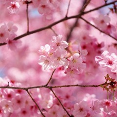 Sakura(prod.thisboyisbad)