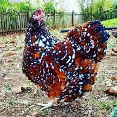 Pollo desen. Rodolfo López Rojas