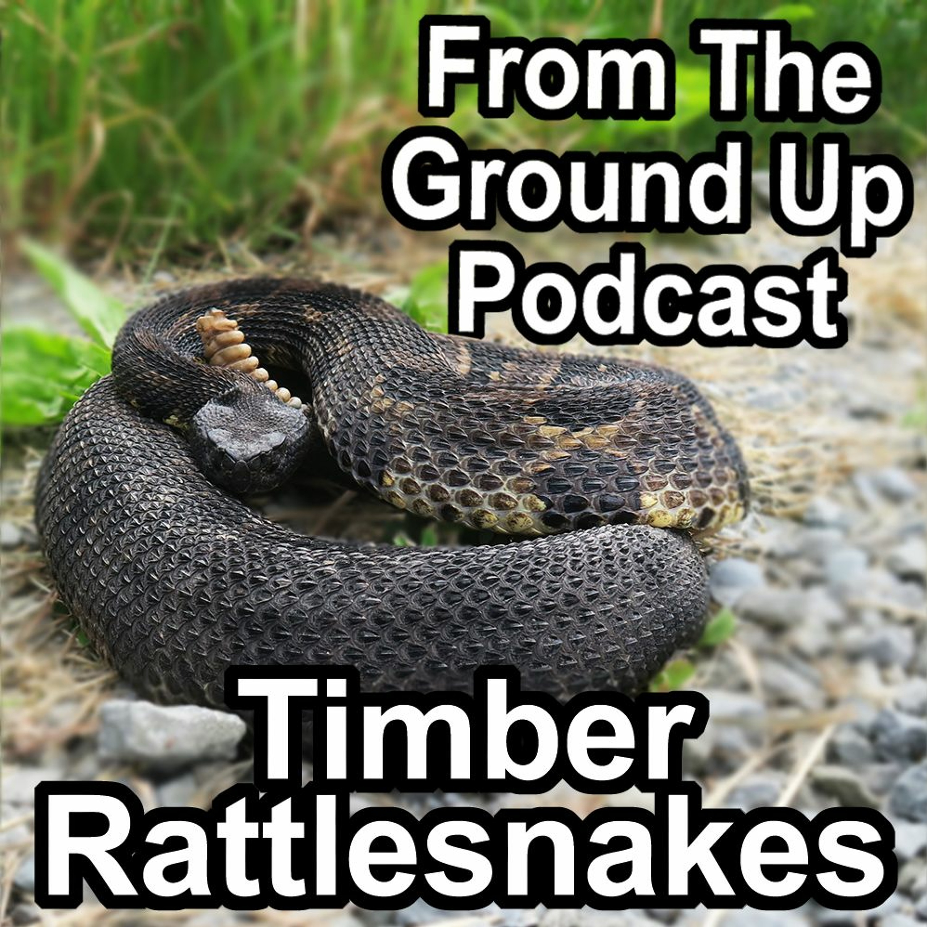 Modern Medusa Reptile Podcast - Where we talk everything cold-blooded (Snake Podcast)