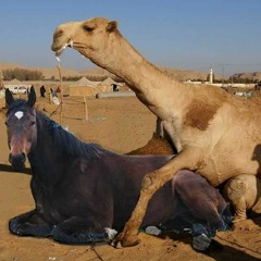 You're gonna what with that horse?