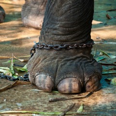 Salt‘n’Peppa Ep08 | UNCHAINED - Zoo ethics and the dark side of captivity | 06/06/2019