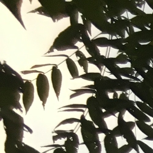 wallow by it's walker - Listen to music