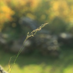 Memories In The Shadow - Tir (Single)