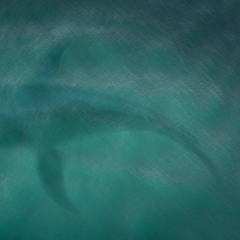 Whale Of Abyss