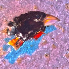 Fumb (live recording)