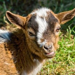 LIFE I CHOSE (Prod. SIGHOST)