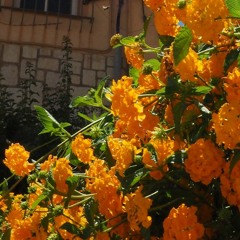 When The Party's Over--Billie Eilish Cover