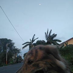 the moon song (karen o cover)