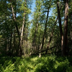 Old Grove of Kivini - 12/6/2019 - Delta of River Kokemaenjoki