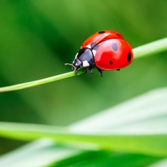 Ladybug (Demo)