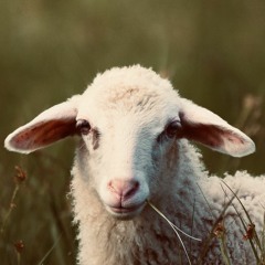 「ストレンジャーと迷い羊（stray Sheep)」demo.WAV