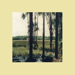 Rainforest