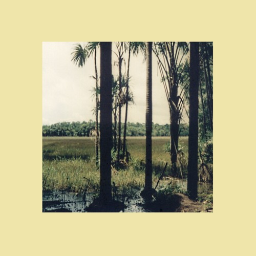 Rainforest