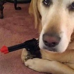 Dogs - Pink Floyd (Cover)