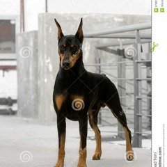 Jan Speedcore Vs. Sunday Deejay - Doberman