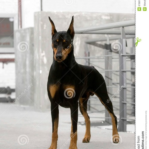 Jan Speedcore Vs. Sunday Deejay - Doberman