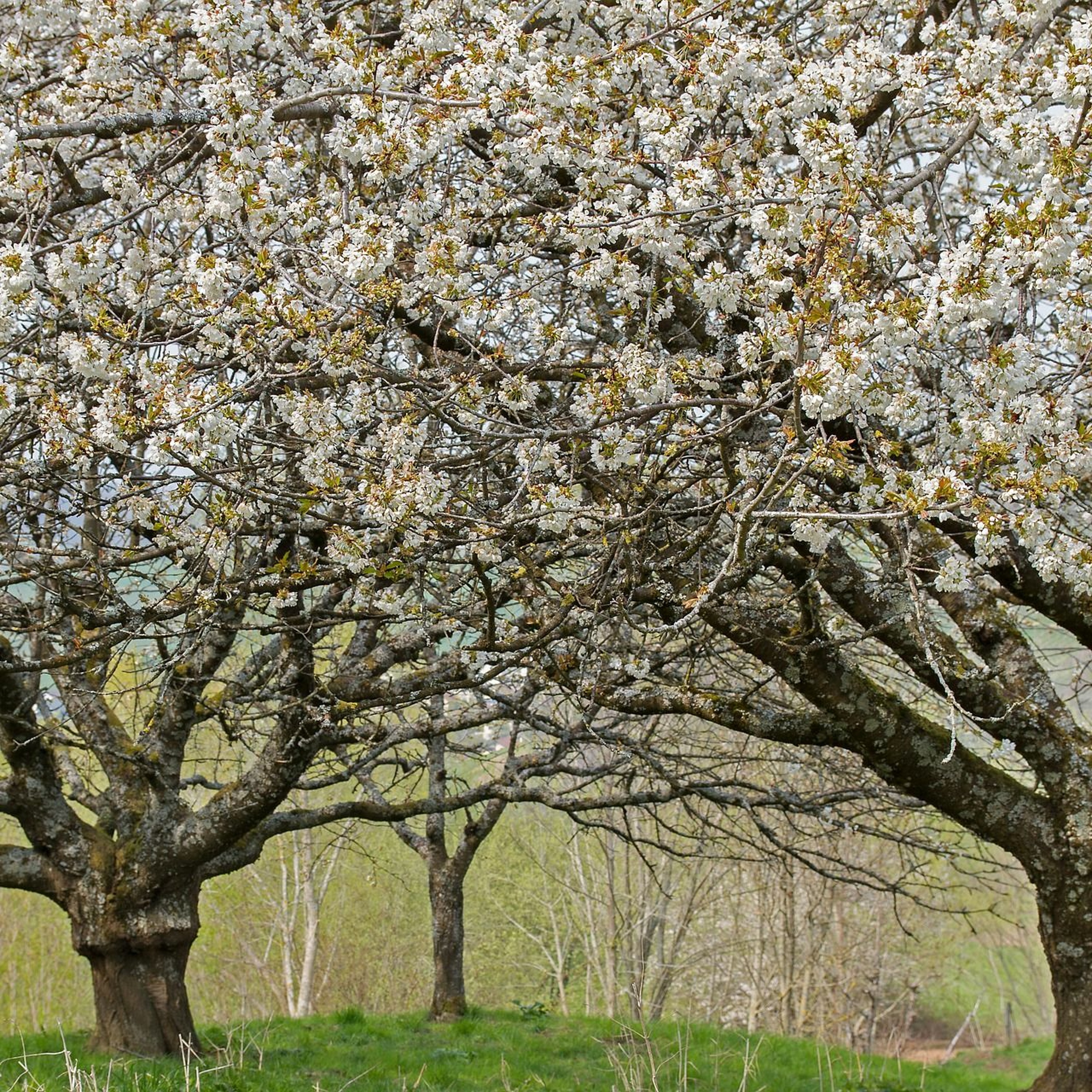 Dont Panic Its Organic 2019 - 06 - 15 Whats with wheat -part One