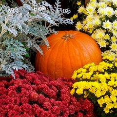 Pumpkin Garden