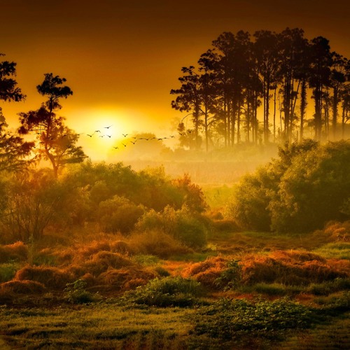 The Forest Awakes