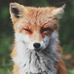 <자작곡> Fox
